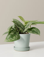 Satin Pothos