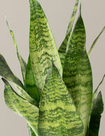 Snake Plant Zeylanica