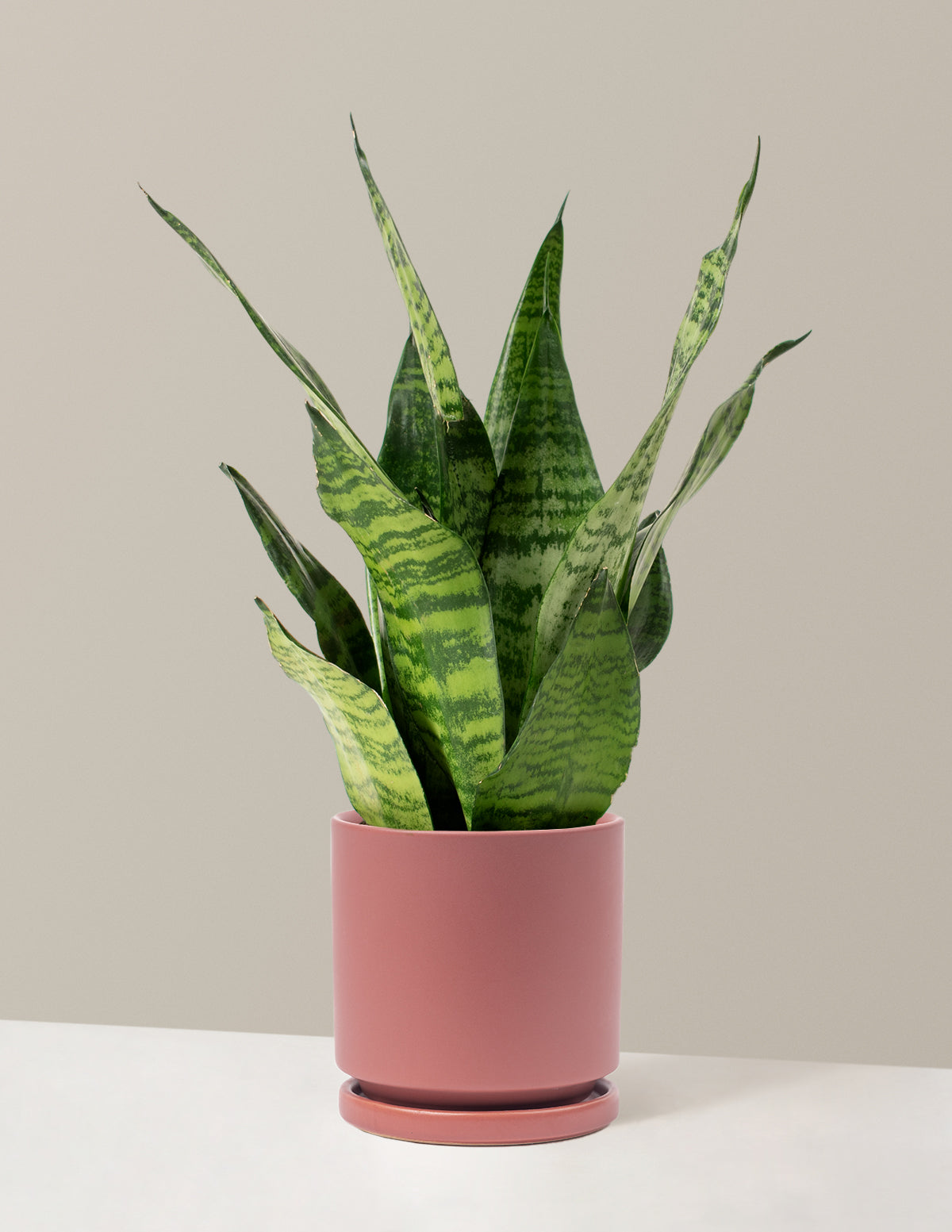 Snake Plant Zeylanica