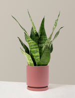 Snake Plant Zeylanica