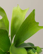 Staghorn Fern