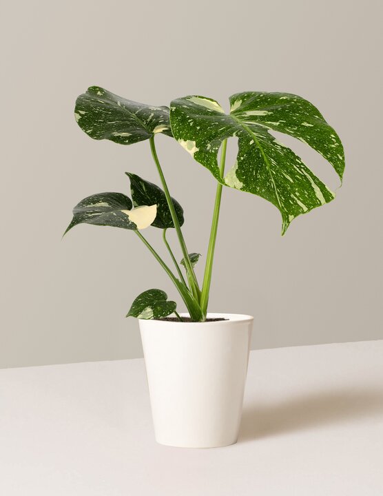 Monstera ‘Thai Constellation’