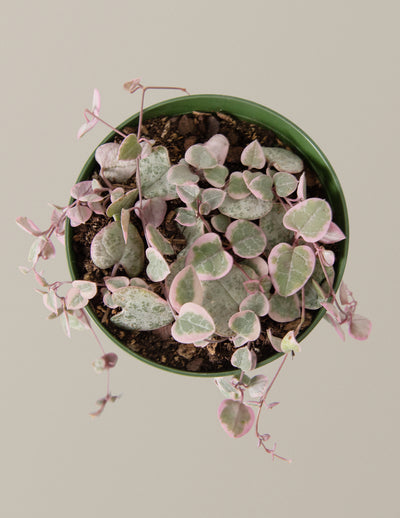 Variegated String of Hearts