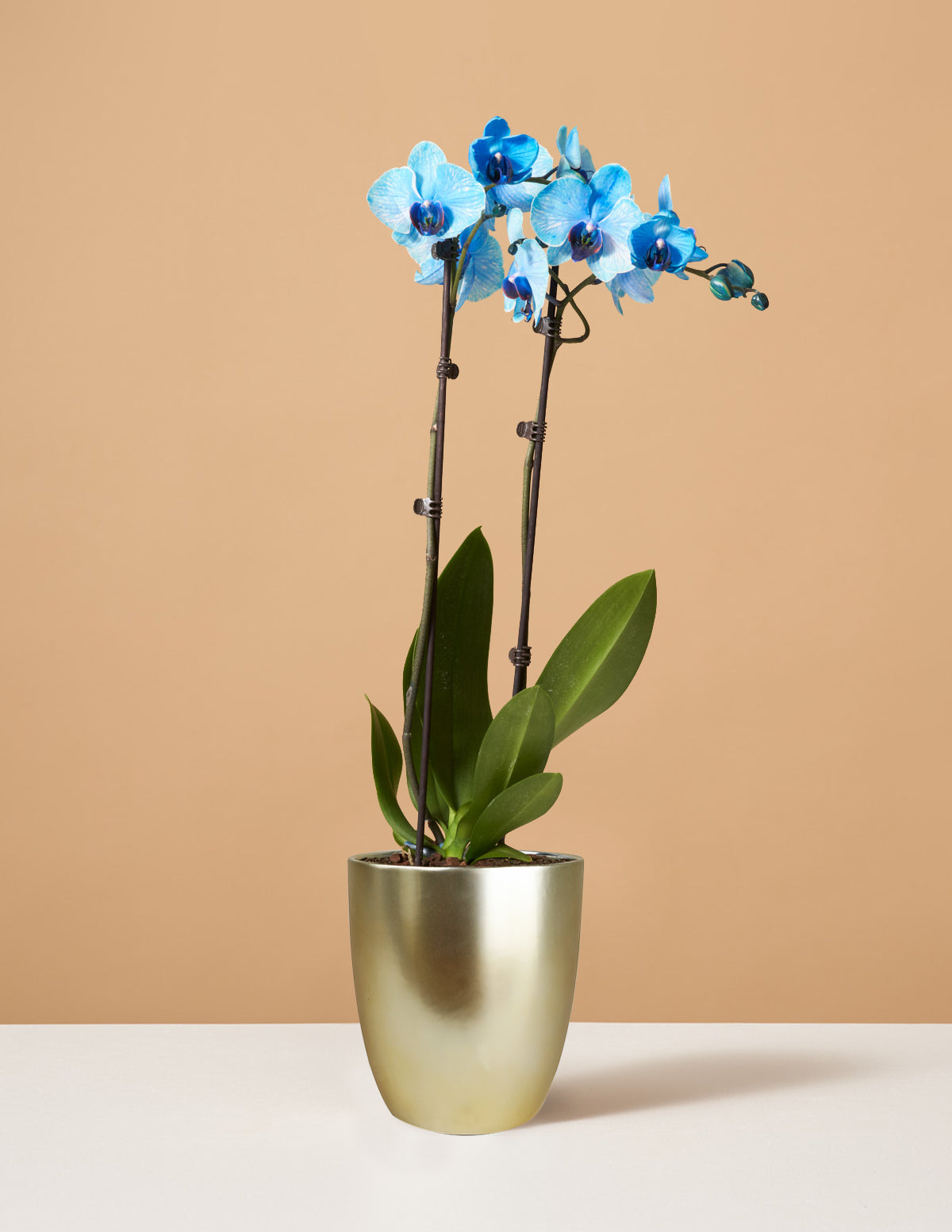 Blue Watercolor Orchid - Small / Marcelle / Gold