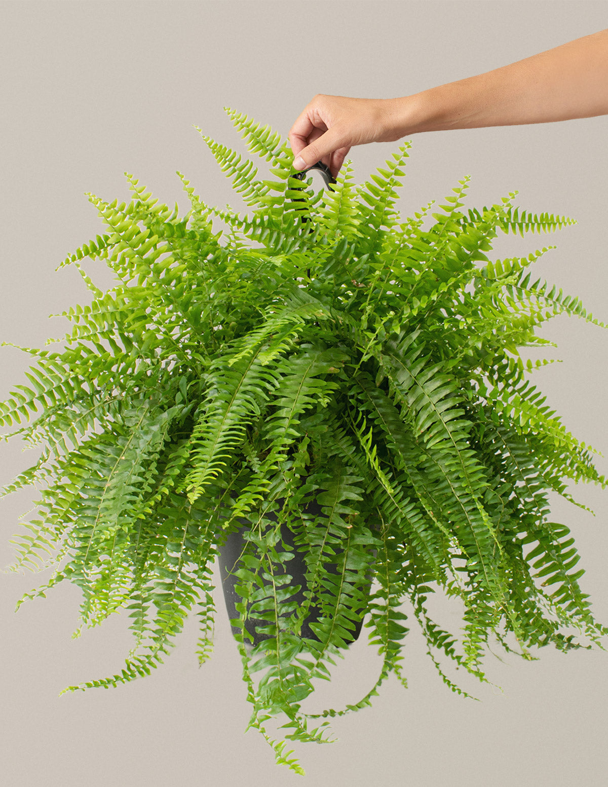 Large Boston Fern Hanging Basket | Unique Plants for Delivery | The Sill