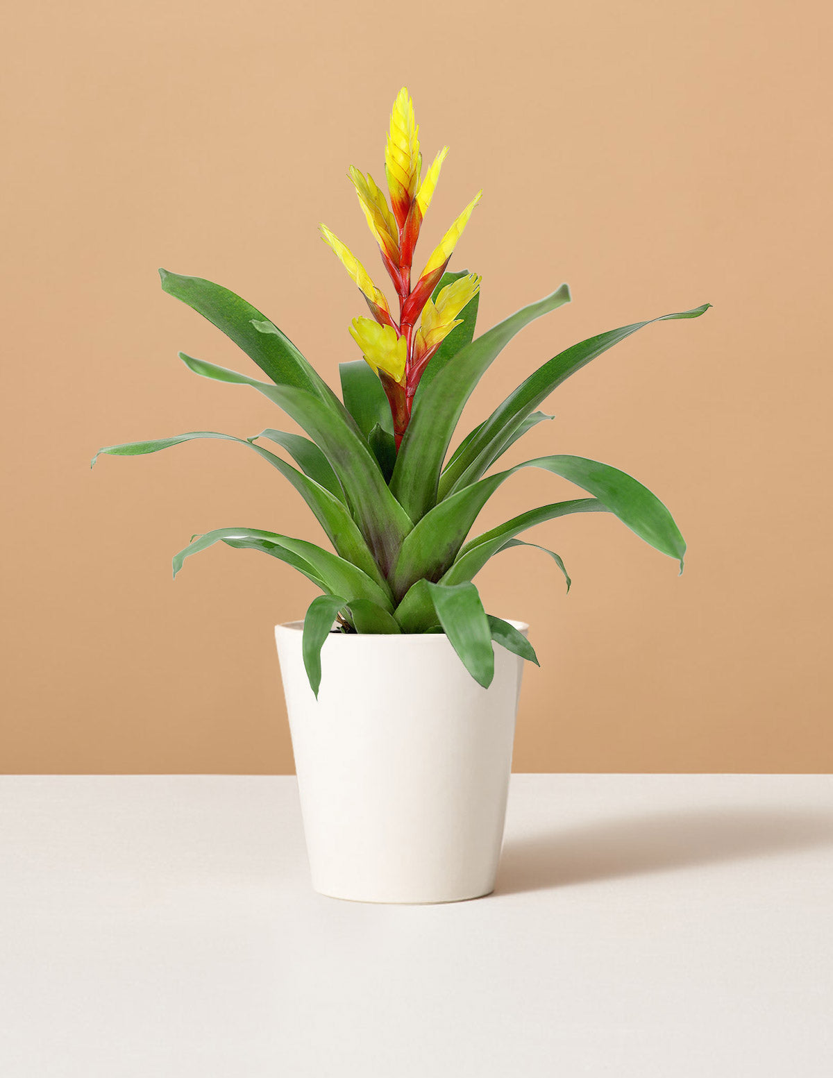 Bromeliad Vriesea Evita Yellow The Houseplants Flowering | Delivery | Sill for