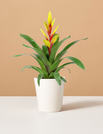 Bromeliad Vriesea Evita Yellow