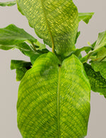 Calathea Musaica