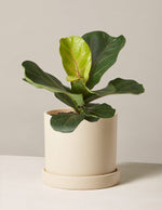 Fiddle Leaf Fig