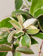 Hoya Tricolor Hanging Basket