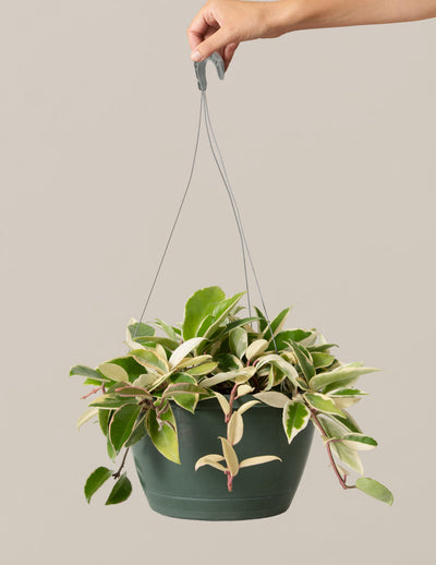 Hoya Tricolor Hanging Basket