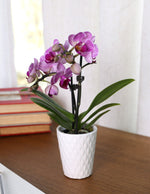 Mini Orchid