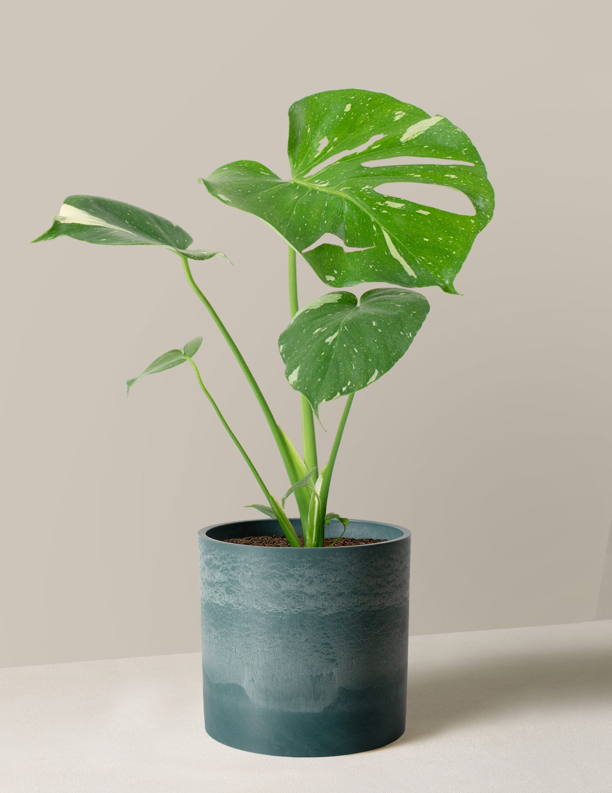 Monstera deliciosa 'Thai Constellation' 4