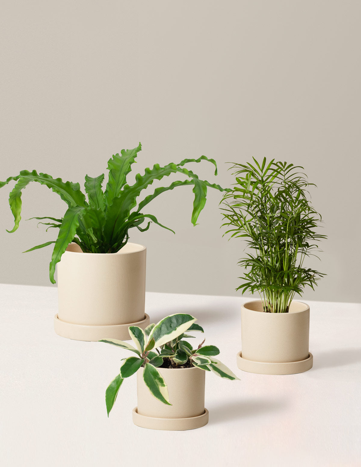 Hyde Planter, Planters & Pots for Indoor Plants