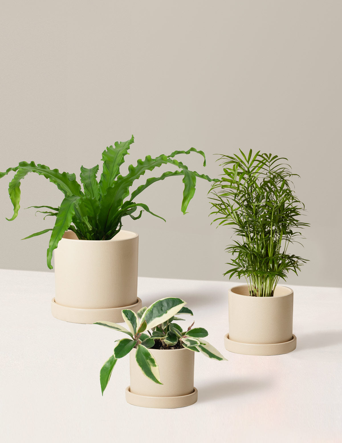 How to choose pots for indoor plants this year