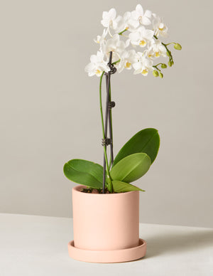 Indoor Potted Plants Delivered To Your Door The Sill