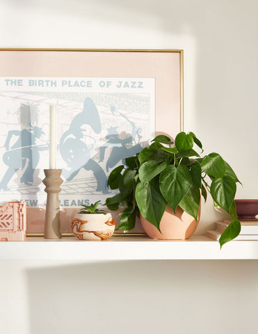 philodendron green