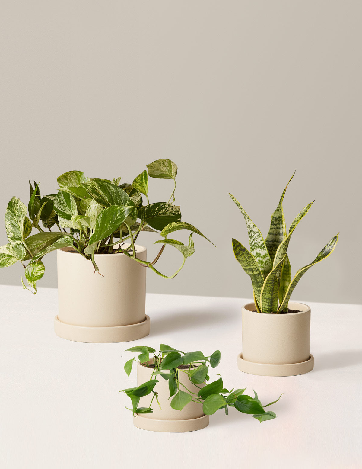 Plant Parent Set with Planters