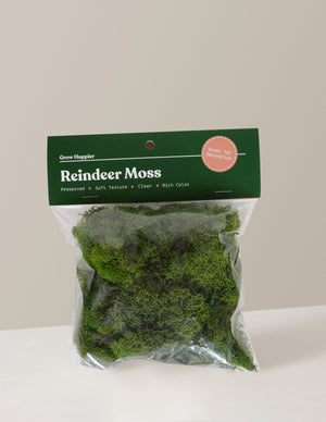 Reindeer Moss