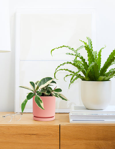 Pet&Friendly Plant Parent Set w/Planters | Hyde - The Sill