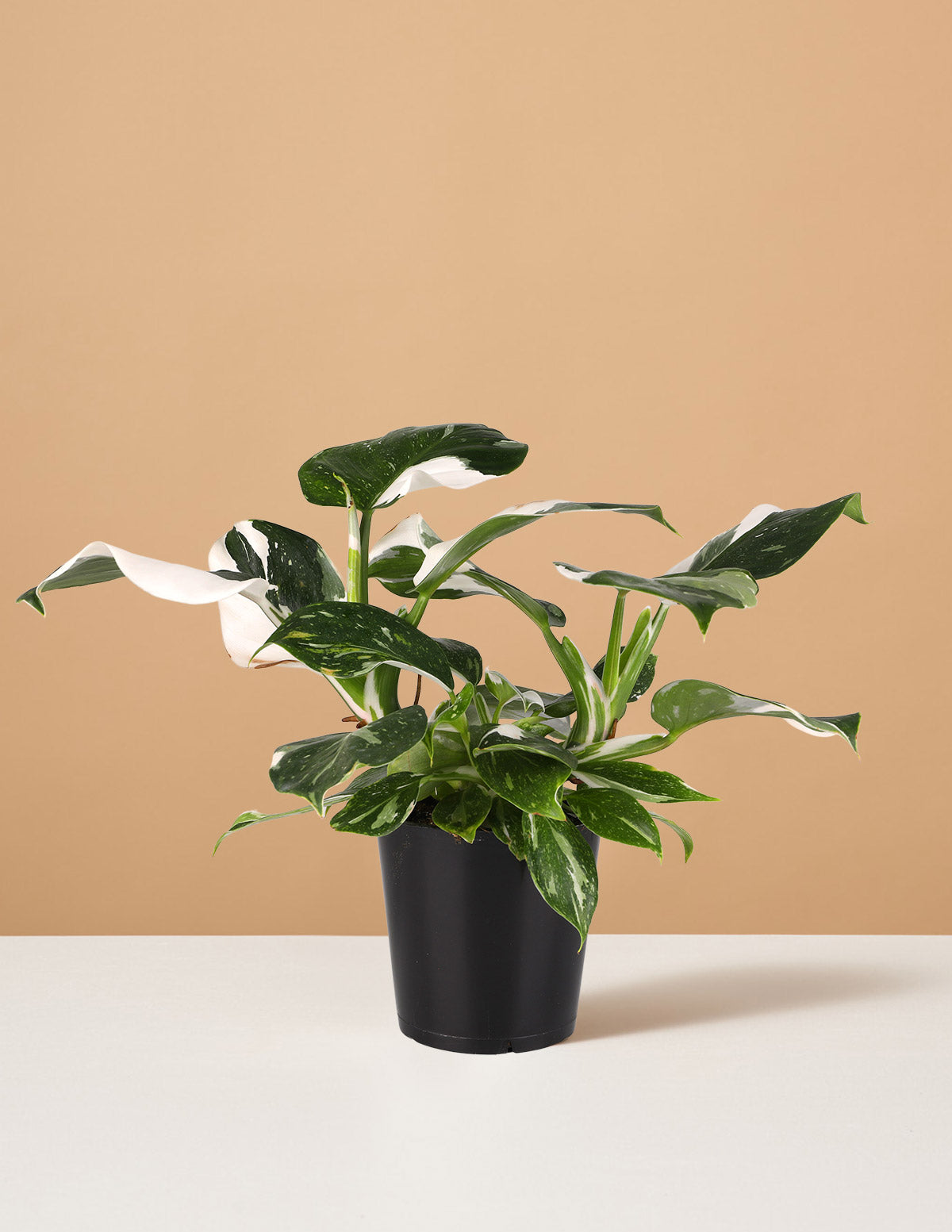 Philodendron White Wizard