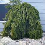 Weeping Norway Spruce