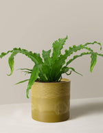 Bird’s Nest Fern