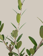 Olive Tree