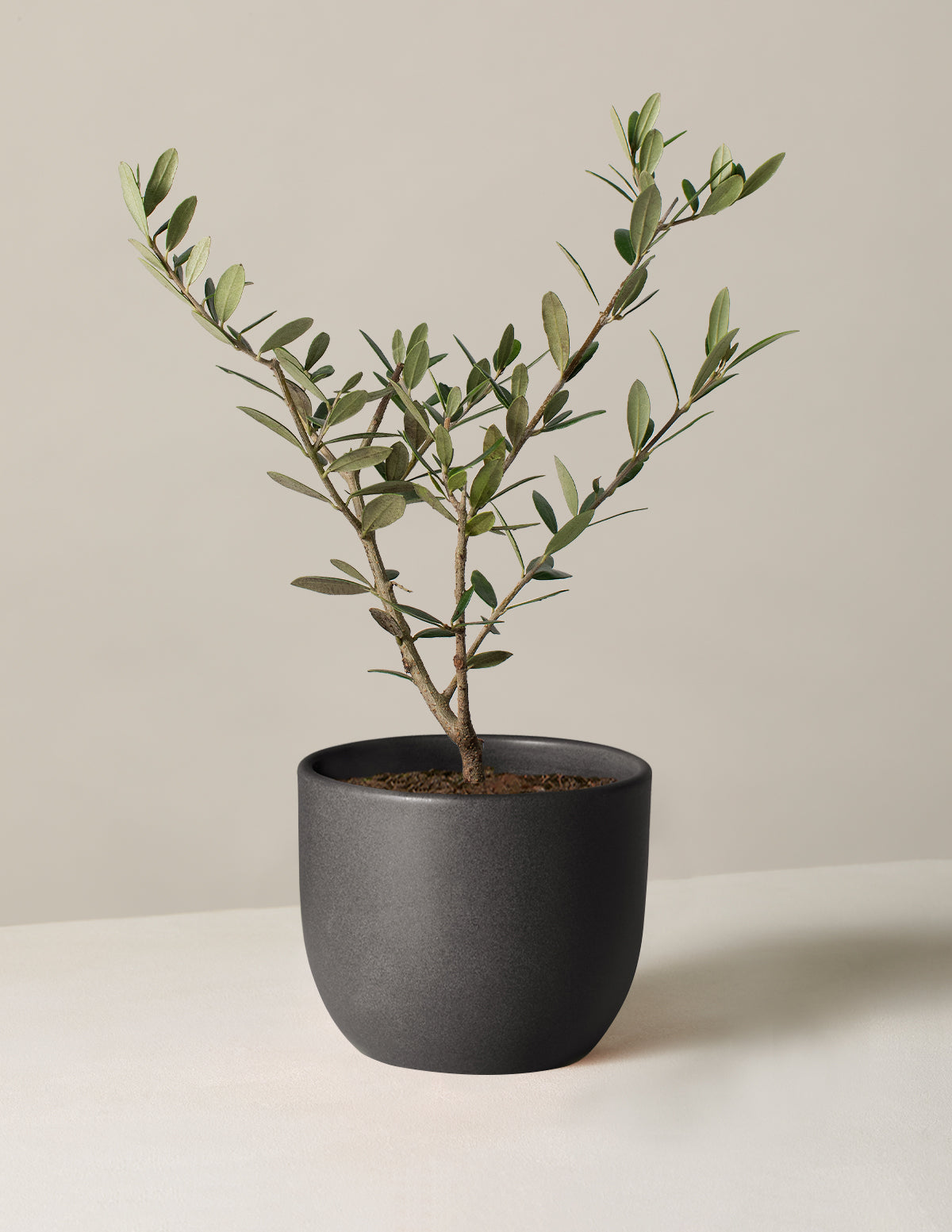 Olive Tree - Small / Grant / Black