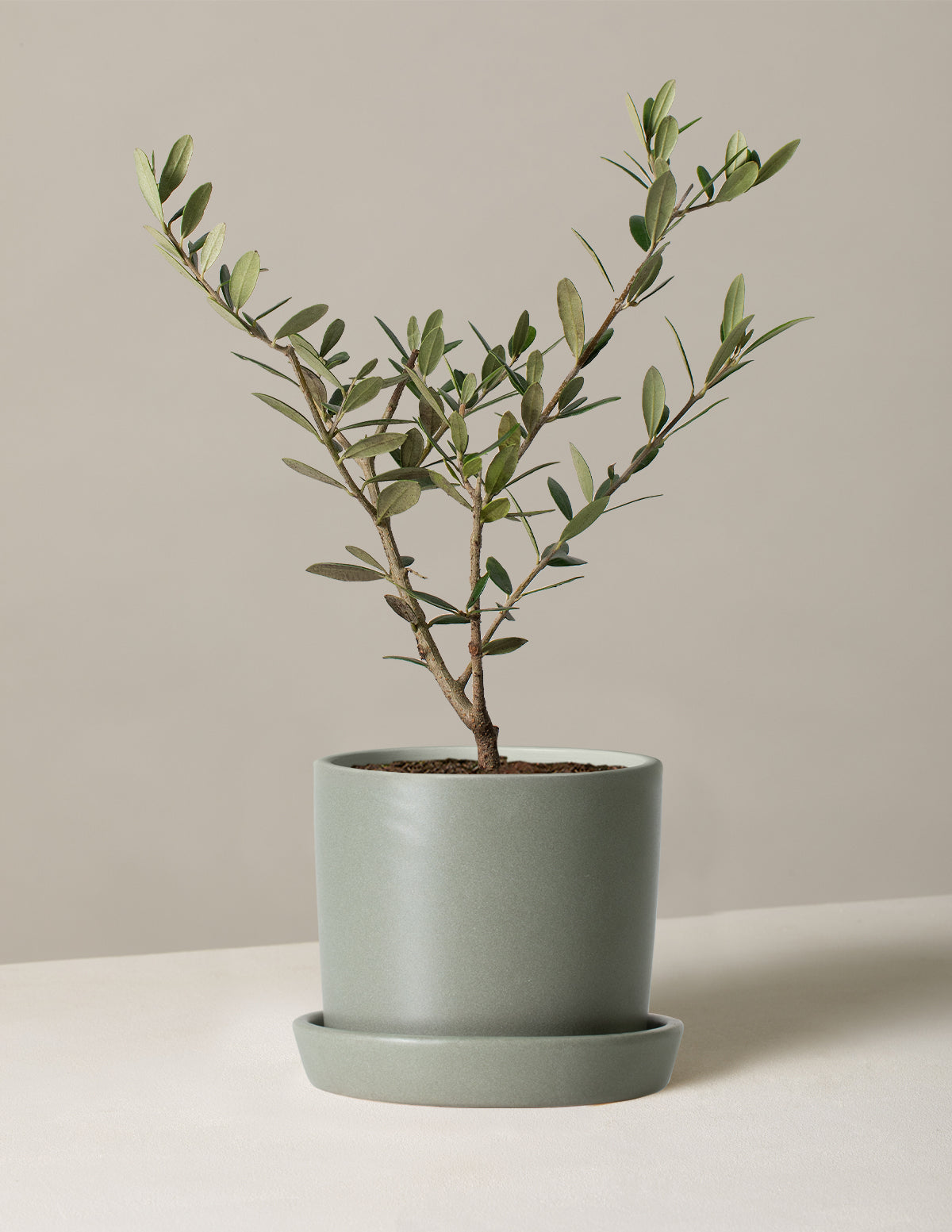 Olive Tree (Olea Europaea) Indoor Houseplant, Unique Plants for Delivery