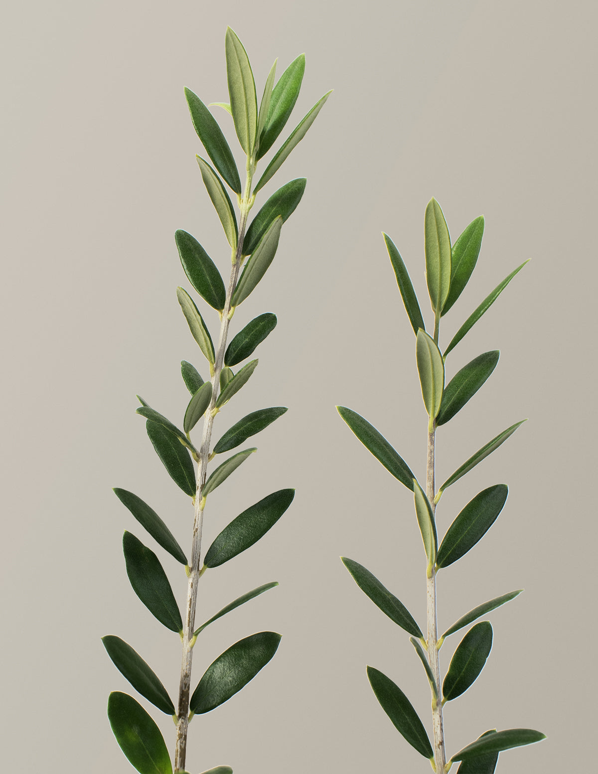 Olive Tree (Olea Europaea) Indoor Houseplant