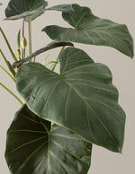 Large Alocasia ‘Regal Shield’