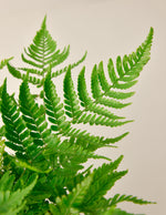 Japanese Shield Fern