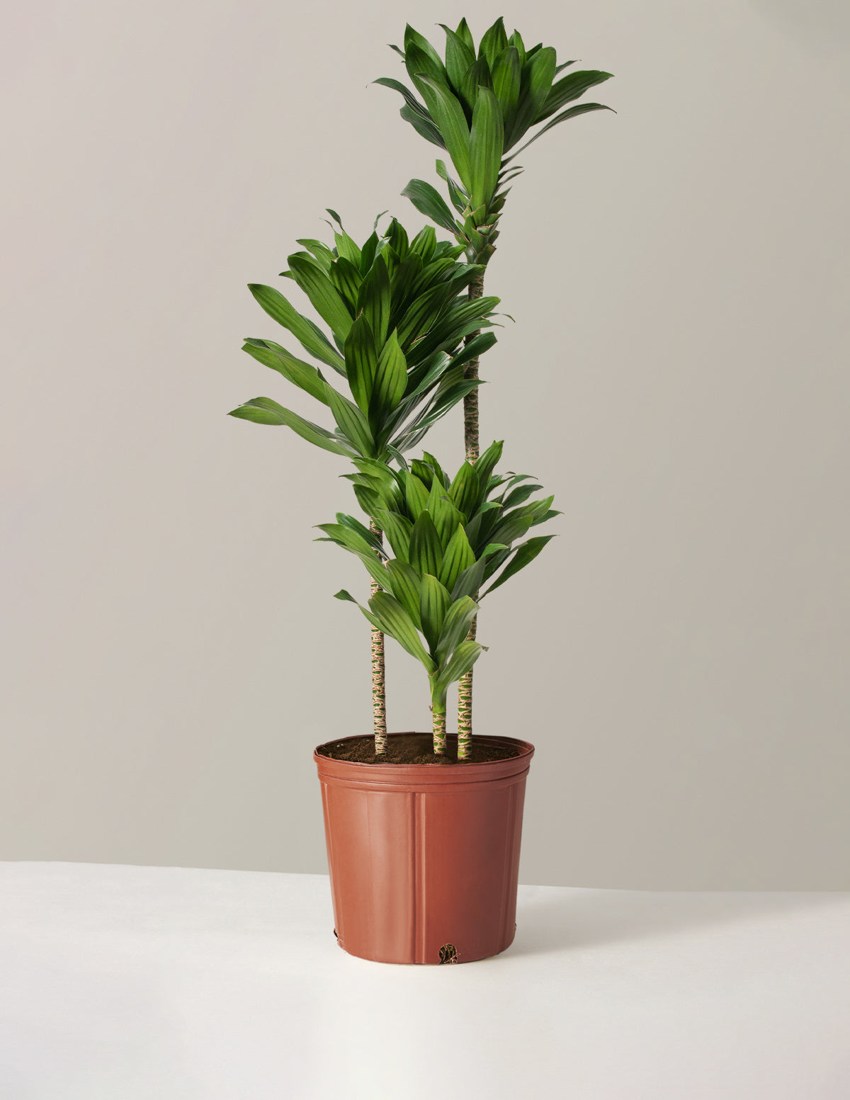 dracaena compacta