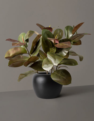 Rubber Tree (Ficus Elastica), Shop Houseplants for Delivery