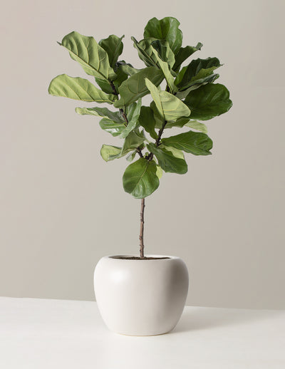 Large Fiddle Leaf Fig Tree