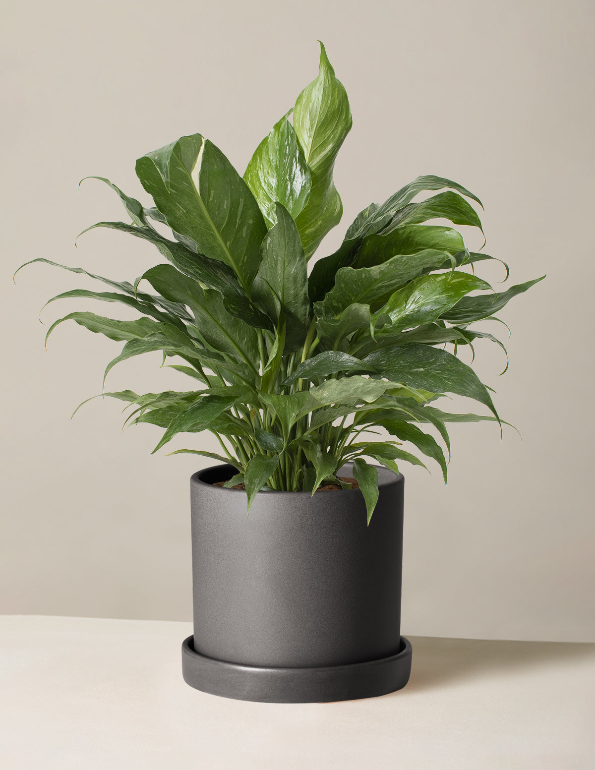 Peace Lily ‘Domino’