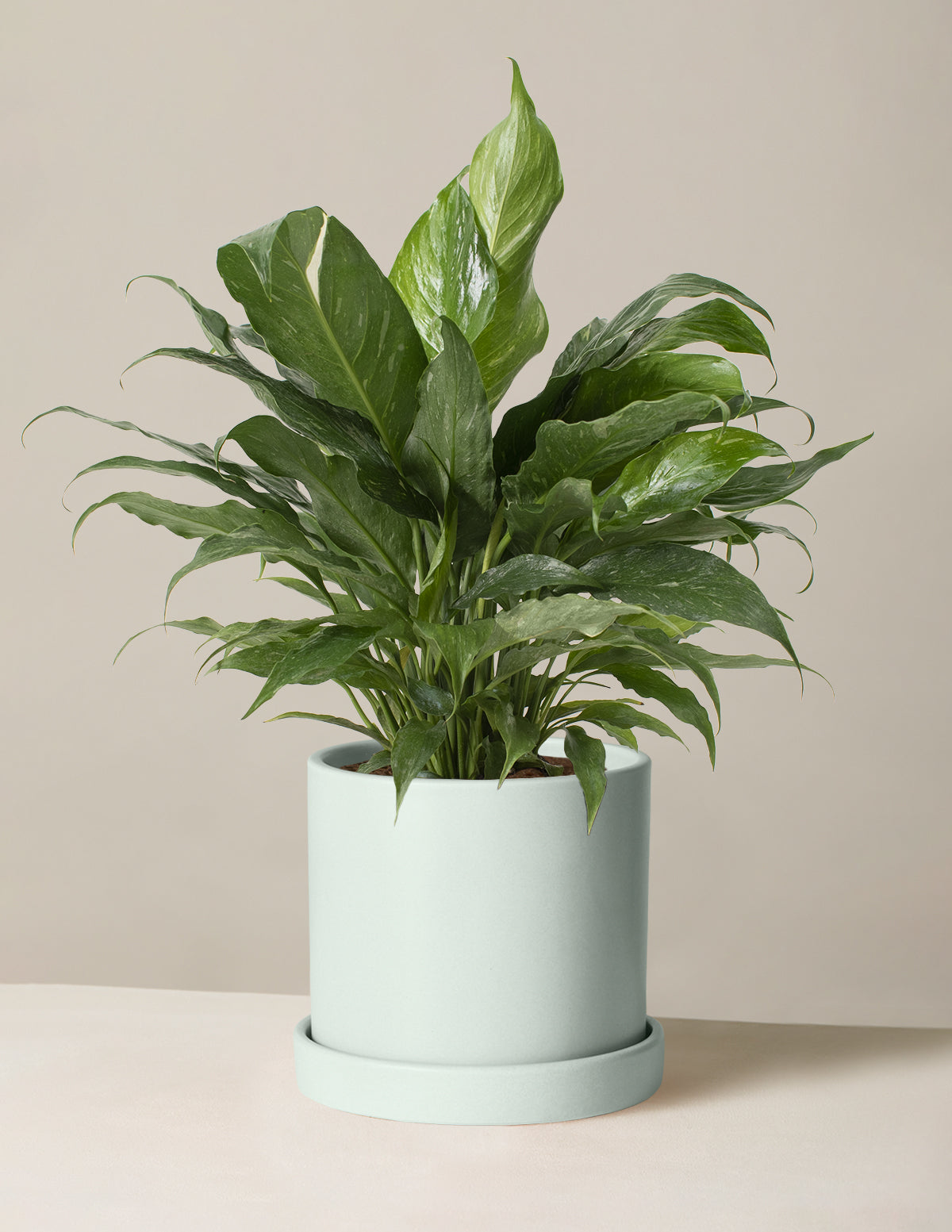 Peace Lily ‘Domino’