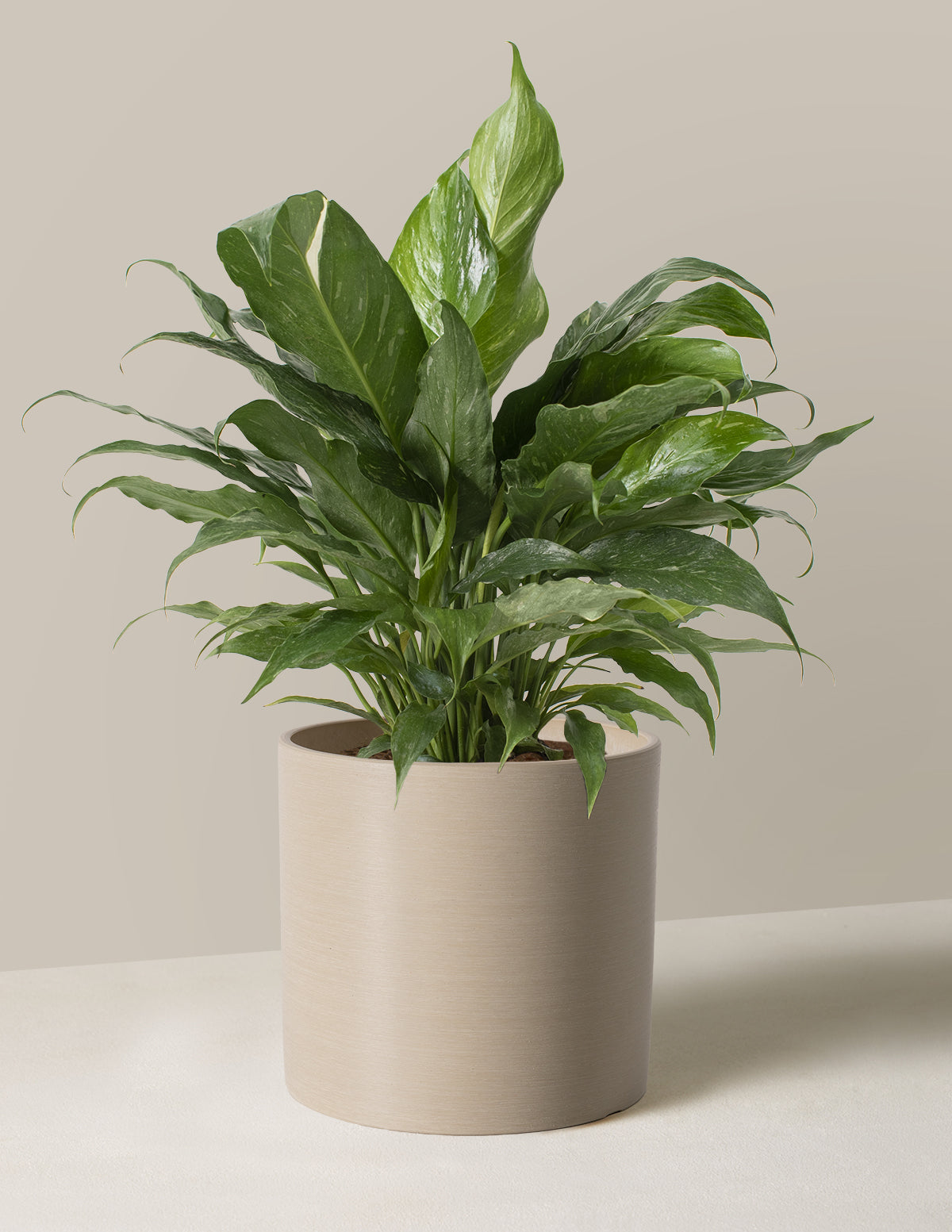 Peace Lily ‘Domino’