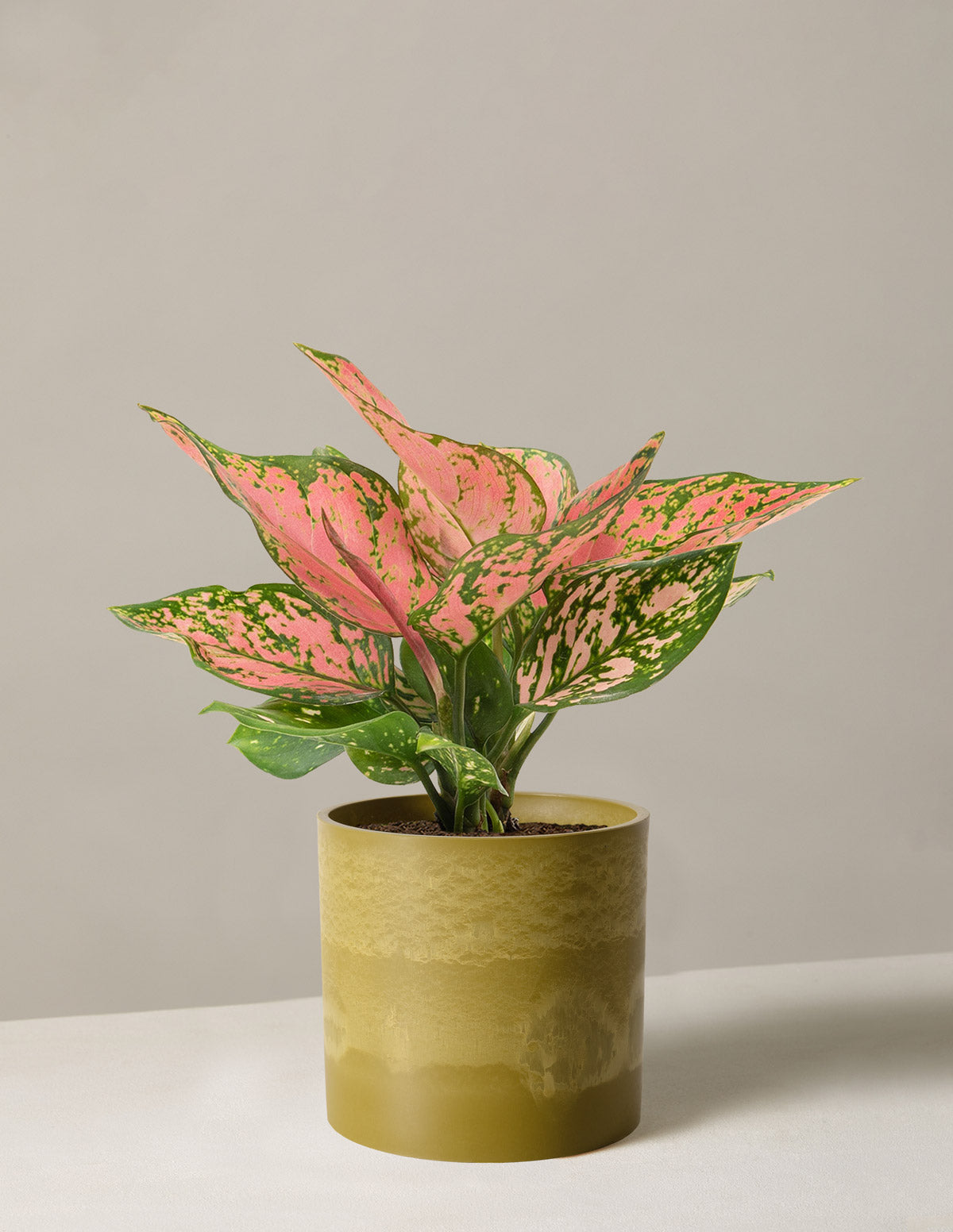 Aglaonema Wishes