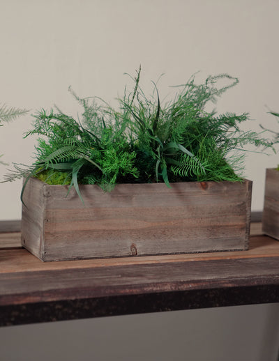 Preserved Moss & Fern Box