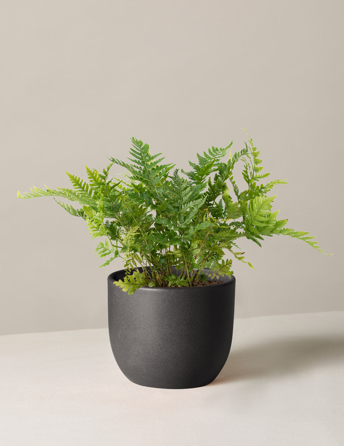 Japanese Shield Fern