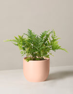 Japanese Shield Fern