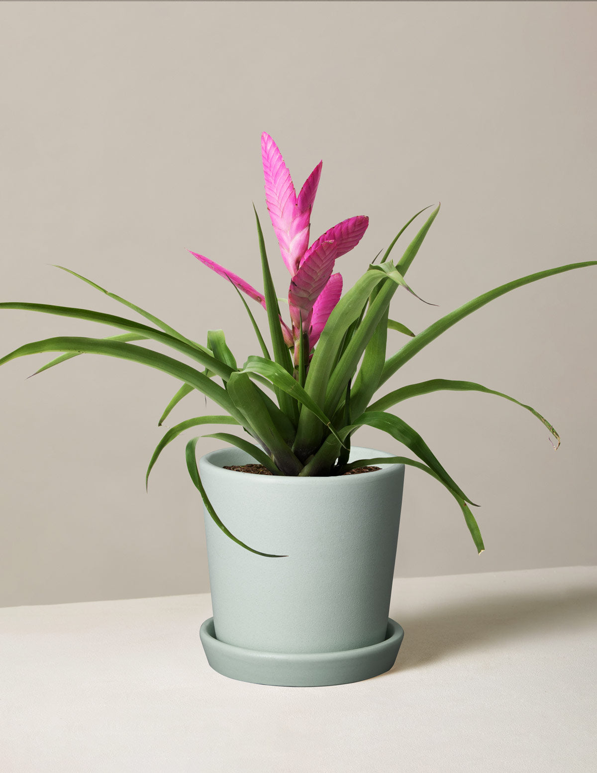 Bromeliad Antonio Pink | Flowering Houseplants for Delivery | The Sill