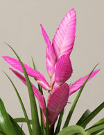 Bromeliad Antonio Pink