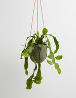 Terrazzo Hanging Planter