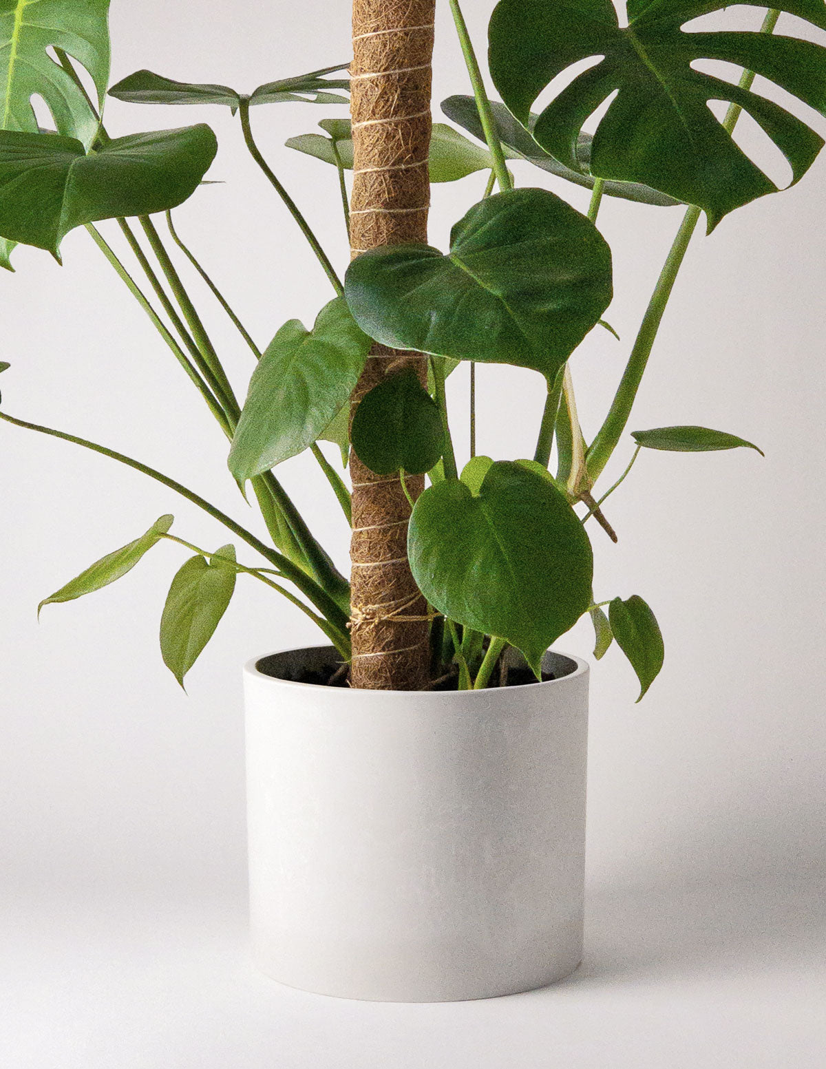 The Sill Coco Coir Pole 0.75 x 11 in Houseplants