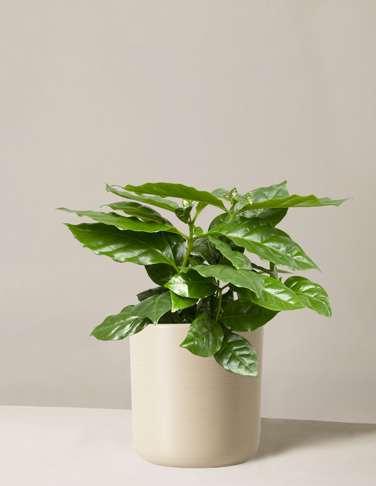 Coffee Plant