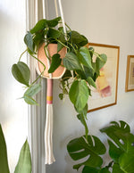 Slim Color Block Plant Hanger