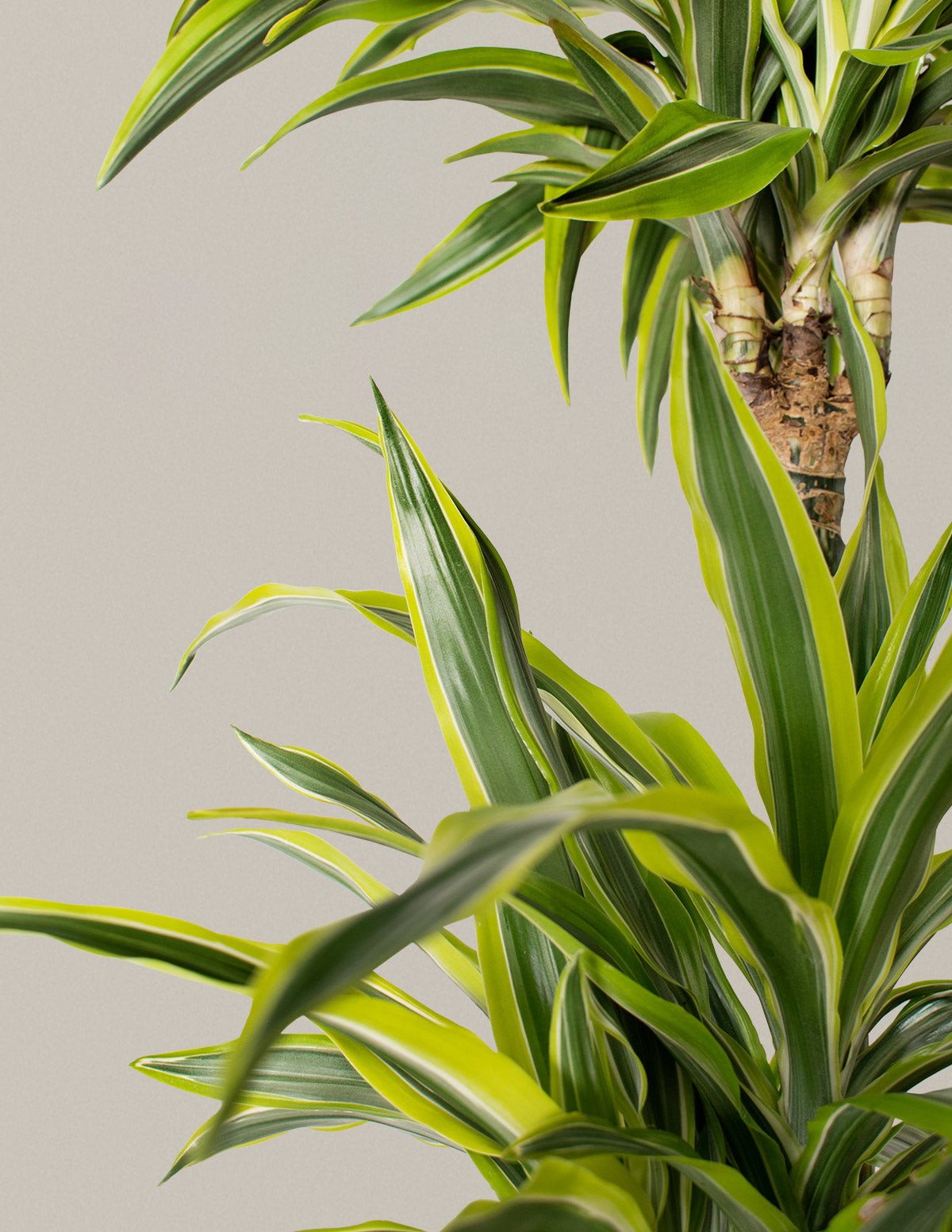 HQ HousePlants Dracaena Warneckii Lemon Lime Cane Dragon Set05 3d model  Download Maxve